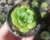 ECHEVERIA NICKSANA POTE 6 - comprar online