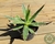 AGAVE LEOPOLDII POTE 11 - Paraíso das Suculentas I As mais lindas suculentas para sua coleção!