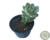 SUCULENTA GRAPTOVERIA TITUBANS POTE 11