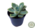 SUCULENTA ECHEVERIA FANTOME POTE 6 na internet
