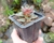 SUCULENTA ECHEVERIA VAMPIRE RED BALL (MONT OU ZESTA) POTE 7 - comprar online