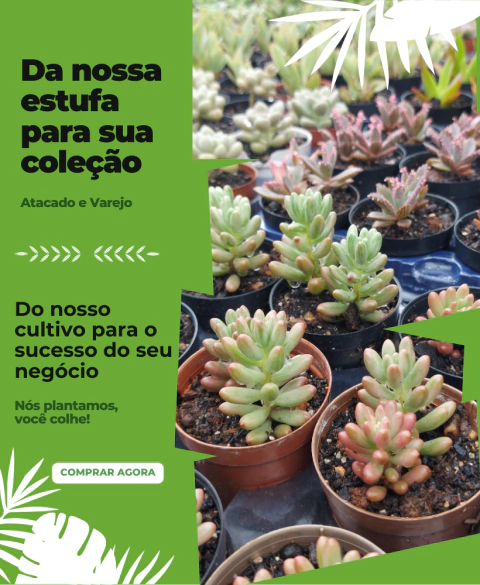 Carrossel 1