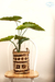 Canastos bamboo Y Rattan (Tres Medidas) en internet