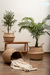 Cestos vietnamitas de tres medidas decorados con plantas y una manta en un ambiente moderno.