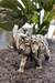 Figura Elefante - comprar online