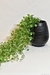 Florero Oval - comprar online