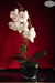 Orquídea Maceta Negra - comprar online