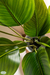 Plantas Artificiales Ficus - comprar online