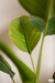 Plantas Artificiales Ficus - Pequeños Sueños. Tienda de regalos.