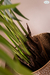 Palmera Abanico en internet