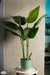 Planta Strelitzia en internet