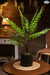 Planta Helecho - comprar online