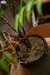 Planta Helecho en internet