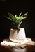 Planta artificial, modelo Sansevieria, en maceta de cerámica blanca.  Medidas: 14 x 24 cm 