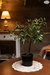 Planta olivo (50cm) - comprar online