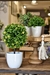 Plantas artificiales, modelo árbol Bonsai, en maceta de Plástico.  Medidas: 25 cm de alto 