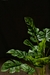 Planta Monstera Chica - comprar online