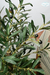 Planta Olivo Grande - comprar online