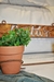 Macetero Cactus - comprar online