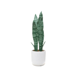 Planta Artificial Sansevieria 41 cm (PA9)