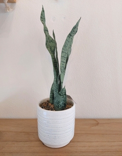 Planta Artificial Sansevieria 41 cm (PA9) - Pink.Online