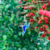 Dije Colibrí Pequeño en internet