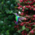 Dije Colibrí Violeta