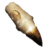 25 X ALPHA MOSASSAUR TOOTH