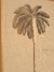 Palmera 1 en internet