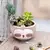 MACETA / BOWL ANIMALES