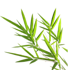 Bambú - comprar online