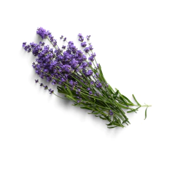 Lavanda - comprar online