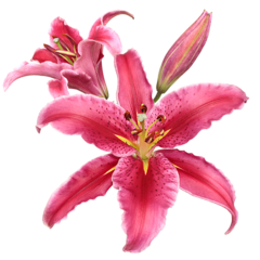 Lirio de los Valles / Muguet - comprar online