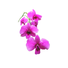 Orquídea Amazónica - comprar online