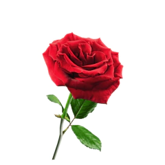 Rosa Roja - comprar online