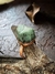Imagem do Anel - Esmeralda G (22)
