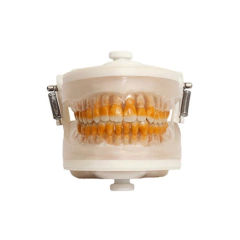 Manequim Periodontia I PD 102 | Pronew