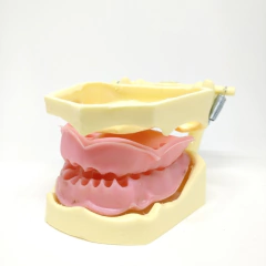 Manequim Odontológico RGO 2005-A Endodontia - comprar online
