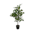 Ficus | Planta de diseño - comprar online