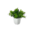 Hojitas Deco | Planta Interiores y Exteriores - comprar online