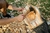BeaverCraft Enxó Wood Carving