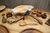 BeaverCraft Enxó Wood Carving - comprar online