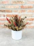 Flores Desidratadas em Vaso Cerâmica Branco G - comprar online