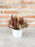 Flores Desidratadas em Vaso Cerâmica Branco M - loja online
