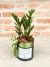 Planta da Prosperidade Mini
