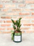 Planta da Prosperidade Mini - Floricultura Paraíso - Blumenau