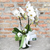 Orquídea Phalaenopsis