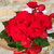 Flores e Aromas na internet