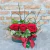 Love Roses