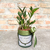 Planta da Prosperidade Mini